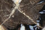 Petrified Wood (Schinoxylon) Round - Blue Forest, Wyoming #362439-1